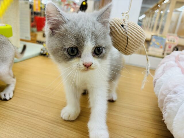 ブリティッシュショートヘア