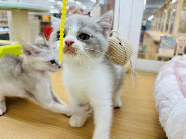 ブリティッシュショートヘア