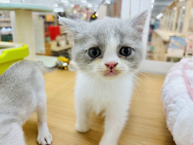 ブリティッシュショートヘア