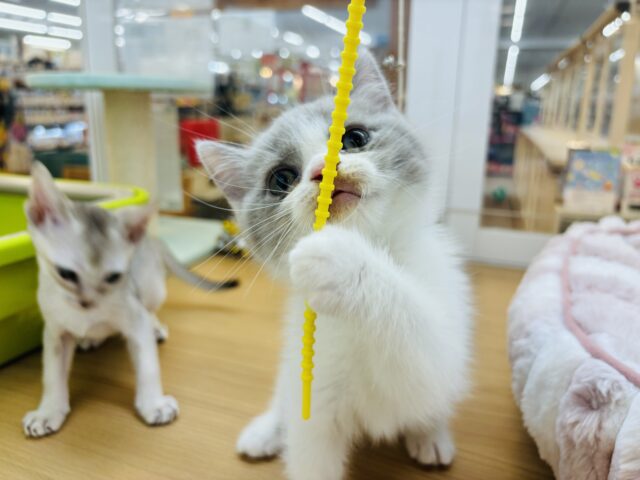 ブリティッシュショートヘア