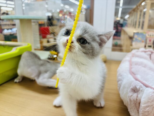 ブリティッシュショートヘア