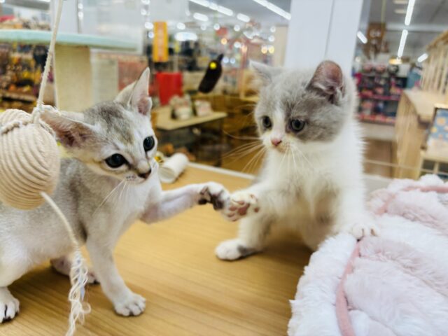 ブリティッシュショートヘア