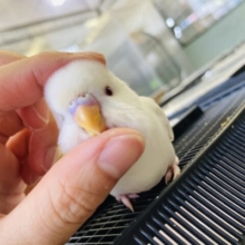 甘~~い❤︎  ̆̎ 人が大好きなとってもかわいいセキセイインコちゃん❢❢🕊️✨