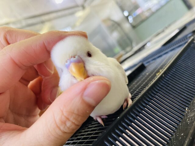 甘~~い❤︎ ̆̎ 人が大好きなとってもかわいいセキセイインコちゃん❢❢🕊️✨