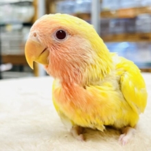 【最新画像】ジューシーなフルーツみたい💛❤️コザクラインコ（ルチノー）ヒナ