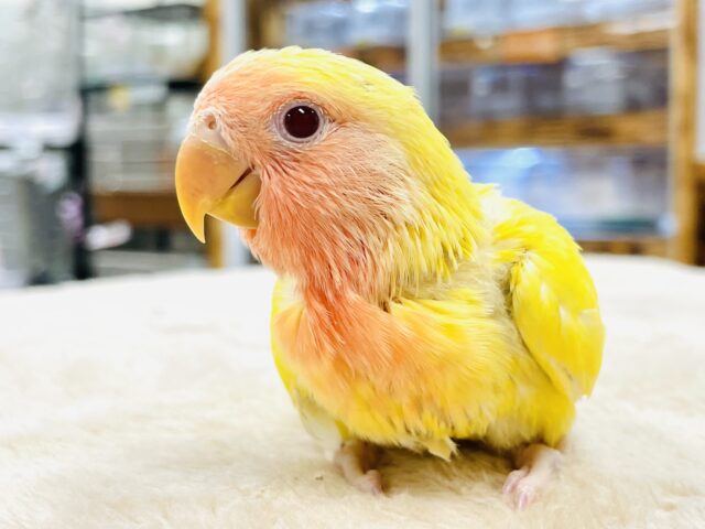 【最新画像】ジューシーなフルーツみたい💛❤️コザクラインコ(ルチノー)ヒナ 【最新画像】ジューシーなフルーツみたい💛❤️コザクラインコ(ルチノー)ヒナ