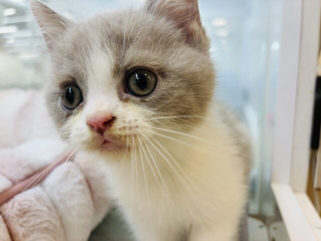 ブリティッシュショートヘア