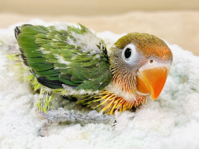 キエリボタンインコ