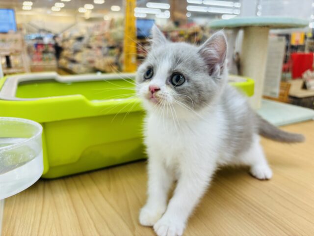 ブリティッシュショートヘア