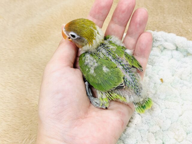 キエリボタンインコ