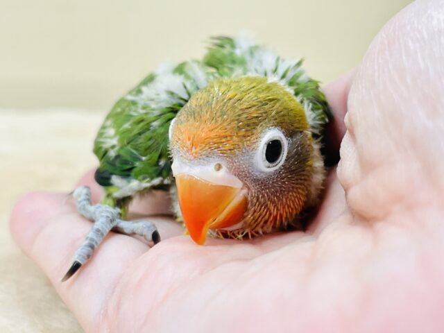 キエリボタンインコ