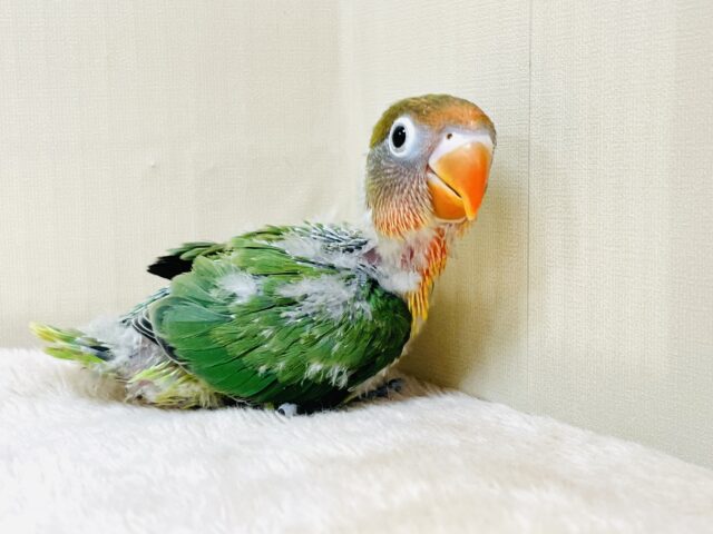 キエリボタンインコ