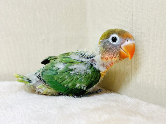 キエリボタンインコ