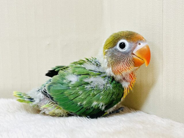 キエリボタンインコ