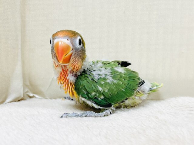 キエリボタンインコ