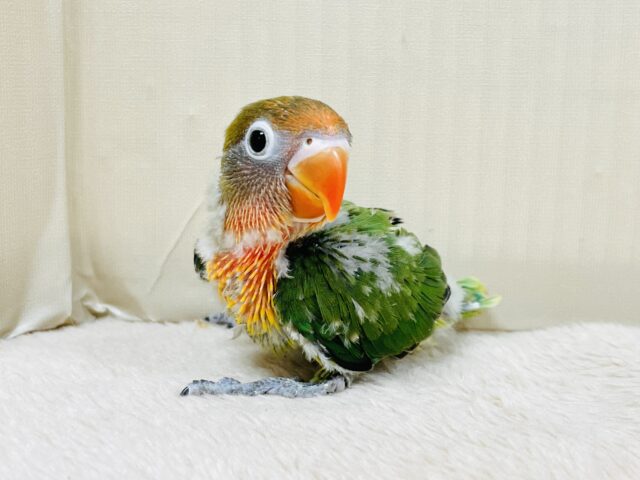 キエリボタンインコ