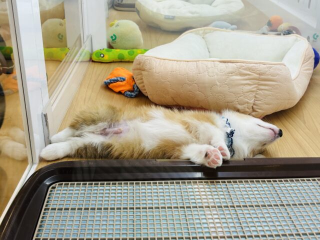 ウェルシュコーギー・ペンブローグ