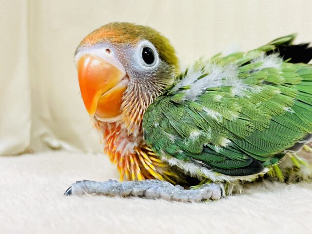 やってきました🎉･:*:･｡キエリボタンインコちゃん（ヒナ）