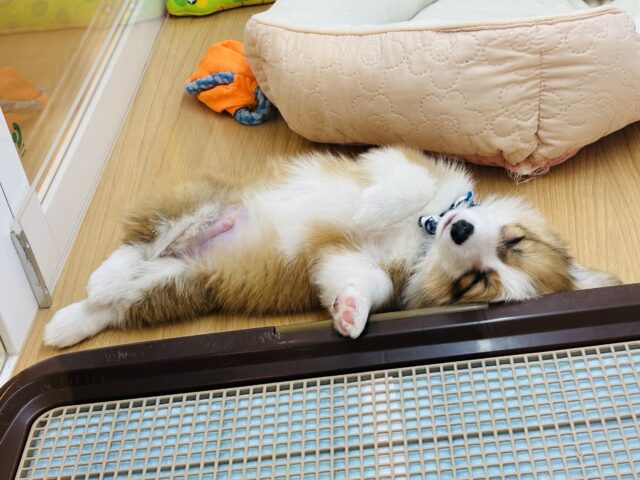 ウェルシュコーギー・ペンブローグ