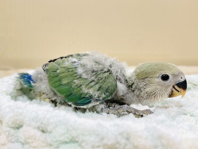 コザクラインコ（小桜インコ）