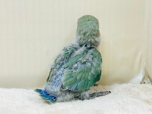 コザクラインコ（小桜インコ）