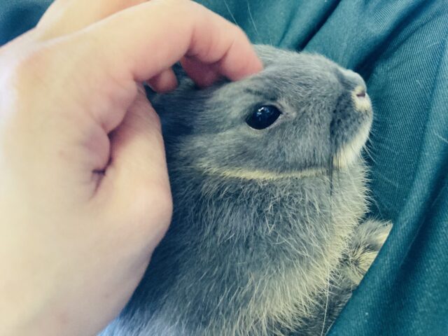 ドワーフラビット