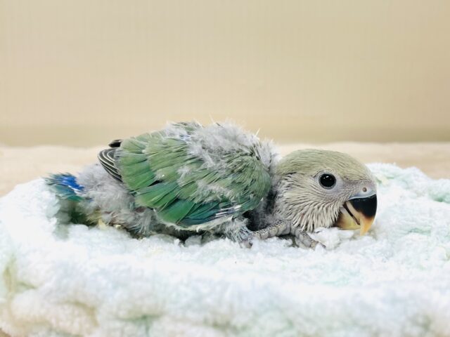 コザクラインコ（小桜インコ）