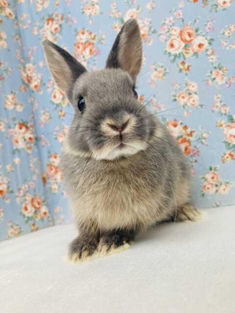 ドワーフラビット