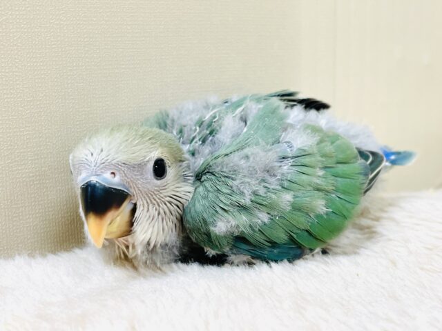 コザクラインコ（小桜インコ）