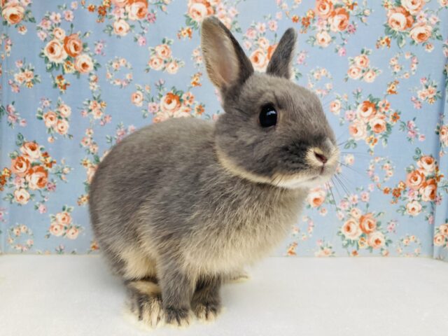 ドワーフラビット