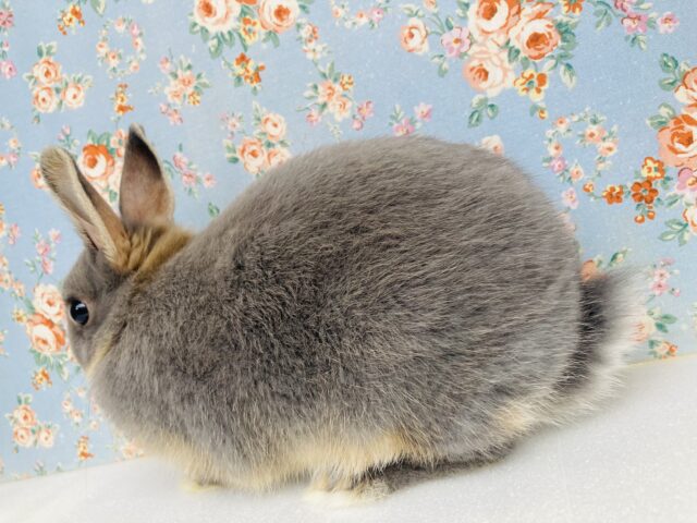 ドワーフラビット