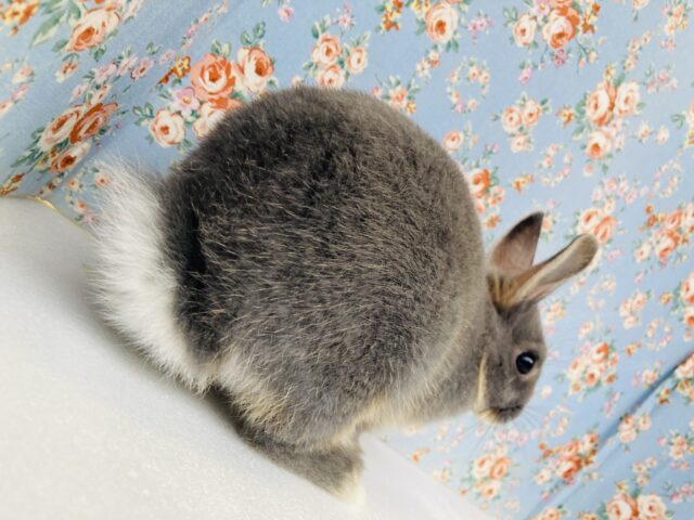 ドワーフラビット