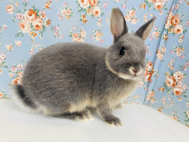 ドワーフラビット