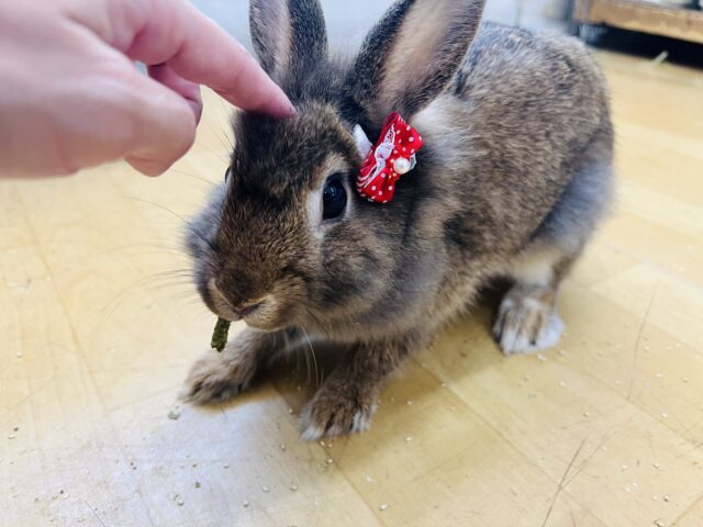 ライオンラビット