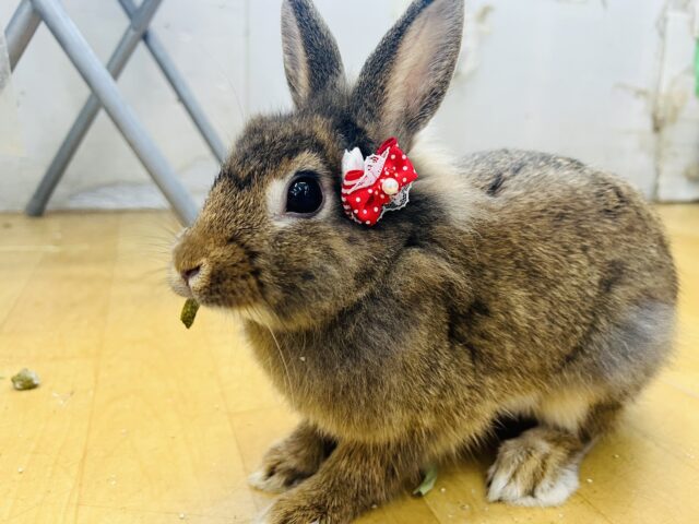 ライオンラビット