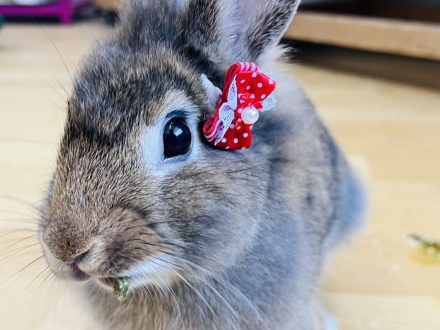 ライオンラビット