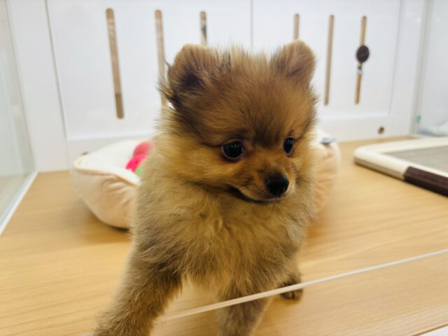 ポメラニアン