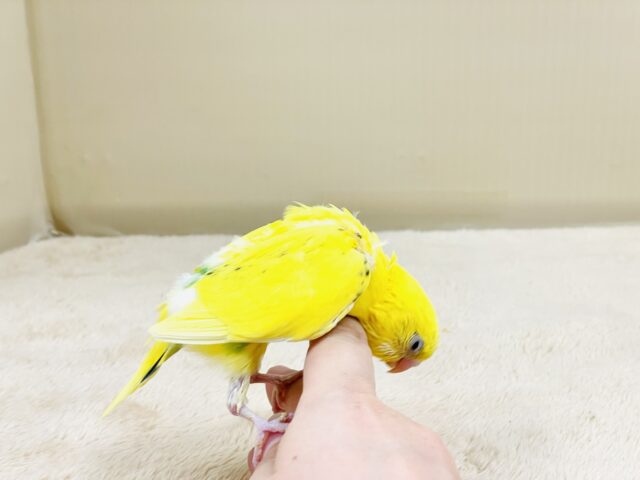 セキセイインコ