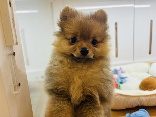 ポメラニアン