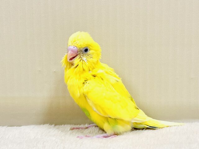セキセイインコ