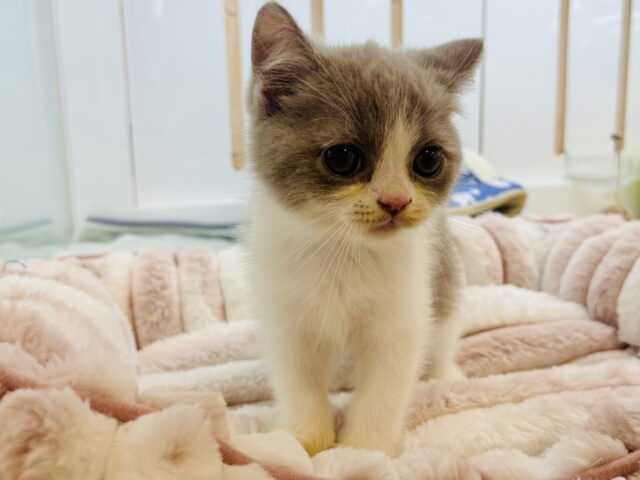 ブリティッシュショートヘア