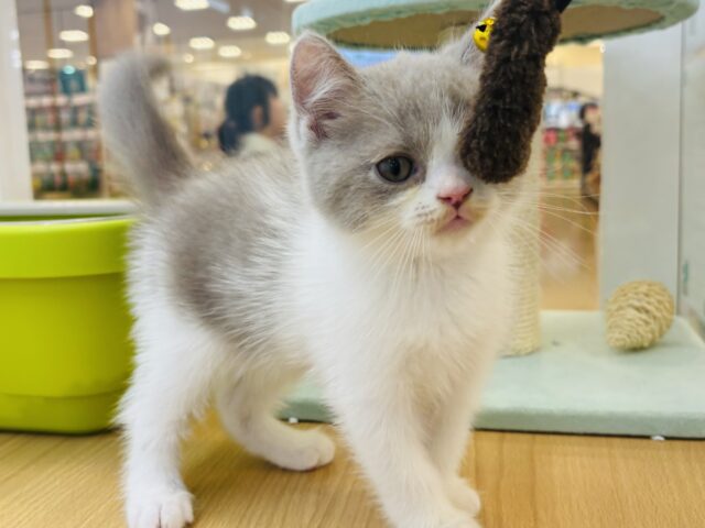 ブリティッシュショートヘア