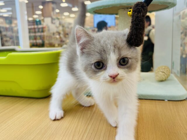 ブリティッシュショートヘア