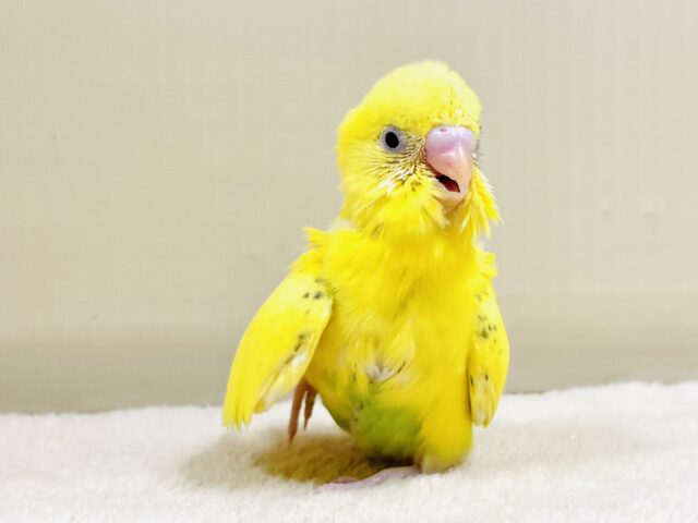 常に走り回っている元気な子💛セキセイインコ（ハルクイン）ヒナ