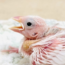 これから真っ白になるよ‎🤍白文鳥（ヒナ）