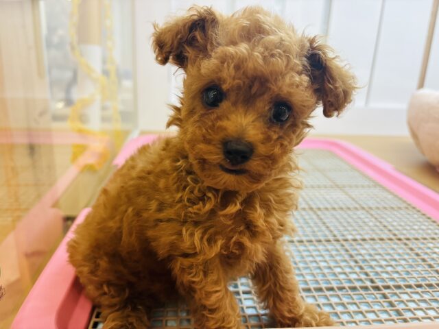 トイプードル