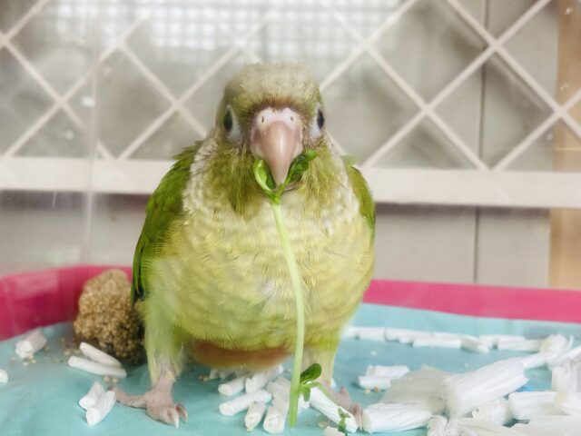 ホオミドリウロコインコ
