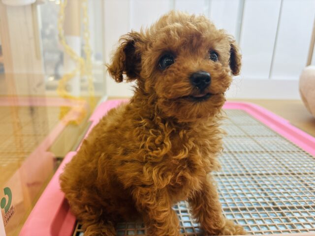 トイプードル