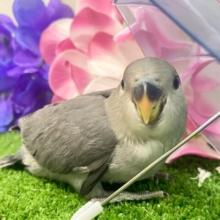 永遠の𝐬𝐦𝐨𝐤𝐲✨クールビューティ担当🩶✧*｡コザクラインコ(モーブ/2025年5月生まれ)