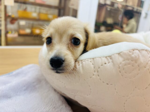 ミニチュアダックス